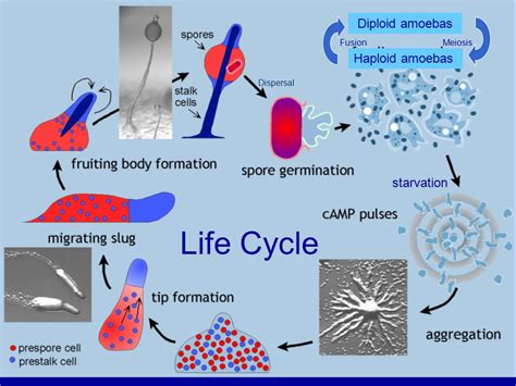 Dictyostelium Discoideum: A Social Amoeba That Forms Moving Slime Molds!