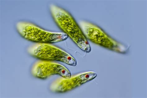 Euglena! A Single-Celled Wonder That Thrives Under the Sun While Moving With Elegance