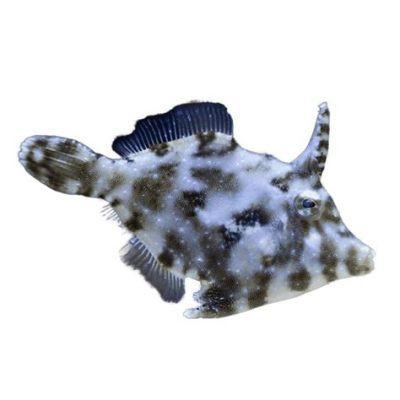 Filefish! An Aquatic Mastermind With an Appetite for Algae and Sponges!