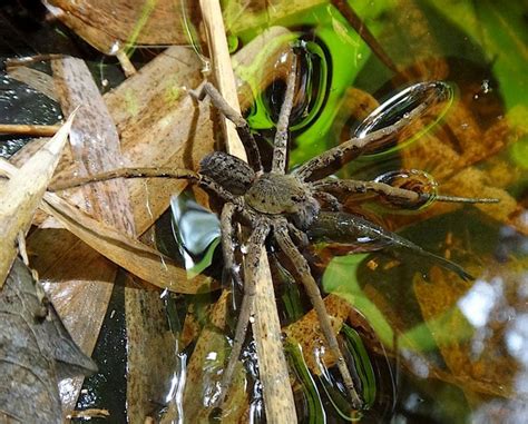  Fishing Spiders – An Unexpectedly Agile Predator Lurking Beneath the Water's Surface