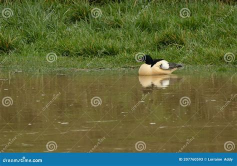  Goosander! A Duck Diver With Stunning Plumage and an Intriguing Appetite