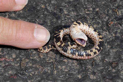  Hognose Snake: A Curious Creature That Can Play Dead And Has No Venom To Defend Itself!