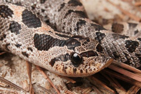 Hognose Snake: Unveiling a Master of Theatrics and Defensive Mimicry!