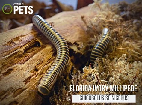 Ivory Millipede: Unearthing the Secrets of This Earthly Wanderer!