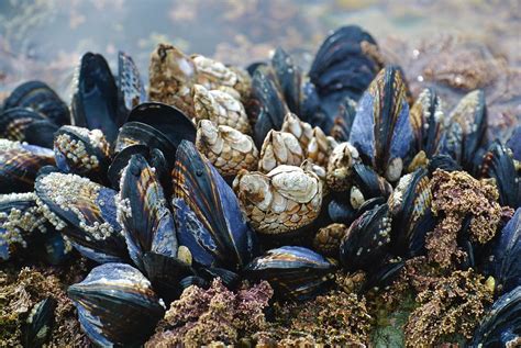  Kumis Mussel: An Underrated Marvel of Coastal Ecosystems – A Bivalve Burrowing Beauty with Unexpected Filtering Powers