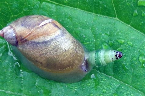  Leucochloridium! A Parasitic Flatworm That Hijacks Snails for Its Own Twisted Theatrics