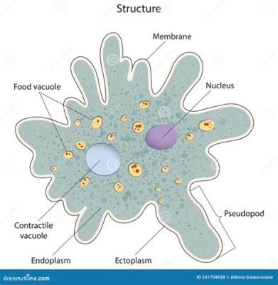  Need to Know More About Naked Amoeba, This Single-Celled Organism That Moves By Extending Cytoplasmic Projections?