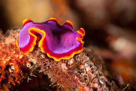  Ocean-Dwelling Ocellated Flatworm: A Tiny Marvel Exhibiting Remarkable Bioluminescence and Predatory Instincts!