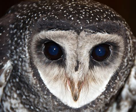  Owl - A Feathered Silent Hunter With Eyes Like Golden Moons!