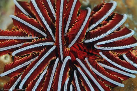  Queensland Feather Star –  A Showstopper of Colors With Exquisite Tentacles That Dance in the Current