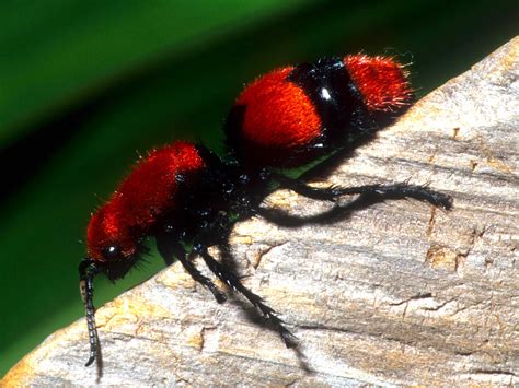  Red Velvet Ant - A Tiny Terror That Will Make You Squirm (and Maybe Dance)!