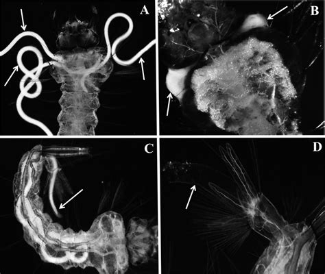  Romanomermis  The Trematode That Plays Parasite Tag with Mosquitoes!