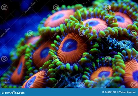  Sun Coral, This Strikingly Colorful Polyp Colony Is A Marvel Of Underwater Architecture!