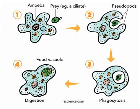  Buffonidae! Unlocking the Secrets of These Fascinating Amoeboid Predators