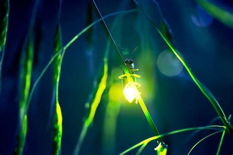  Firefly!  Those Tiny Beacons That Light Up Summer Nights With Their Enchanting Bioluminescence