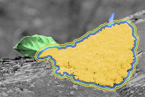  Myxomycete: Discover the Enigmatic Slime Mold That Can Solve Mazes!