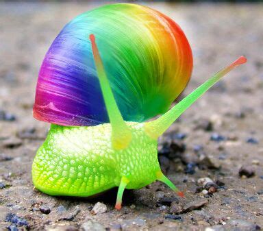  Xanthochroa: A Snail So Colorful It Makes Rainbows Jealous!