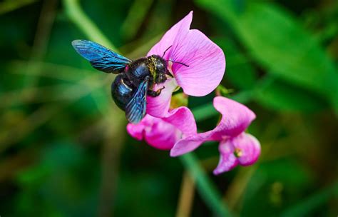  Xylocopa Violens: A Buzzworthy Carpenter Bee With an Unexpectedly Gentle Disposition